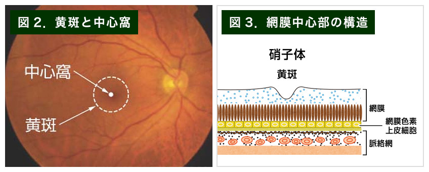 【画像】黄斑の写真、網膜中心部の構造図